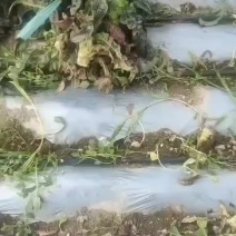 精品毛货