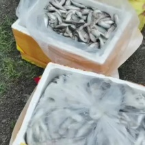清水养殖全红马口鱼