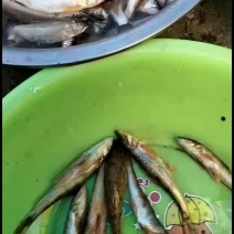 桃花鱼白鱼鳝鱼鲤鱼鲫鱼