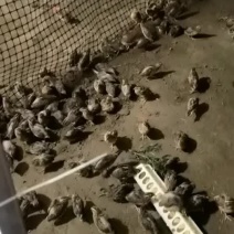 自家养的鹌鹑可做各种食材需要的老板联系。