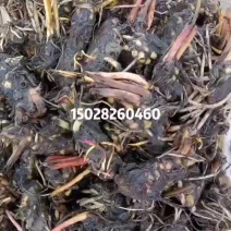 睡莲大量有货供应各种水生植物欢迎进店选购