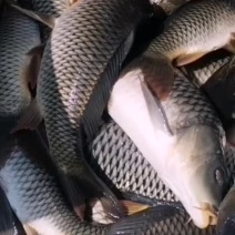 合阳原塘鲤鱼