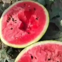 隆尧县万亩西瓜正在大量上市