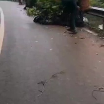 重庆桂圆苗，大足荔枝苗，特晚熟无核，鸡嘴，桂味，妃子笑