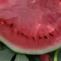 大量出售8424西瓜美都京新