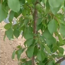 串红晚杏，树上订货，串红晚杏，适合各种人群卖货，