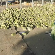 水果冬瓜，粉皮冬瓜