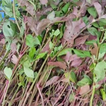 红牛膝