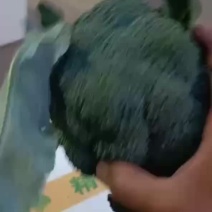 精品西蓝花，耐寒优秀