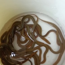 黄鳝苗，土货黄鳝苗，每天都有大量现货，有需要的联系我。