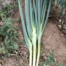 地膜大葱，质量好，价格低