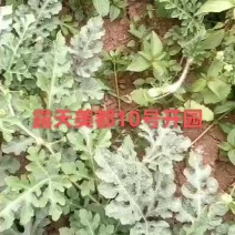 露天西瓜