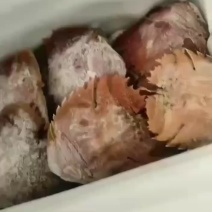 船冻琵琶虾高品质量九齿琵琶虾