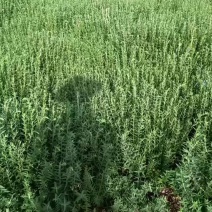三年的黄芩