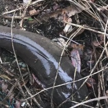 鲶鱼