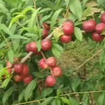 灵宝市珍珠枣油桃