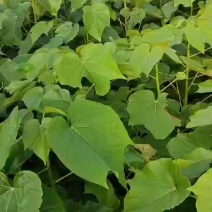油桐树苗基地常年批发，买油桐树苗请选择我们专业的培育公司