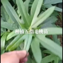 五指毛桃苗