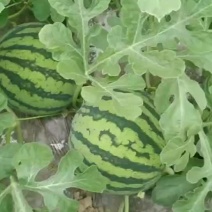 美都西瓜”