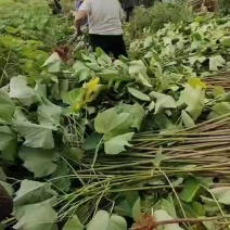 1000万株油桐批发，买油桐树苗请选择我们专业的培育公司