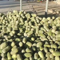 水果冬瓜，粉皮冬瓜