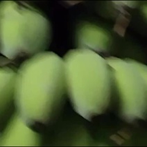 惠州本地苹果焦