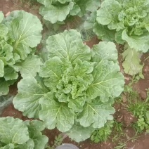 麻叶青白菜