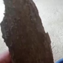 白术熊胆木皮