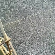 福瑞鲤3号百蓉草鱼苗