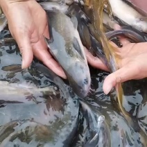江黄鱼