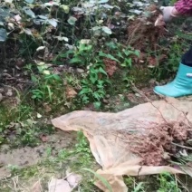 苗圃直供优质红花油茶地苗红花油茶杯苗高产抗病红花果大批发