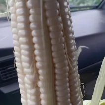 玉米甜糯188