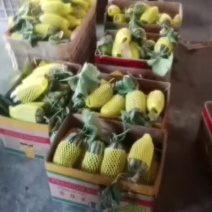 滨州市惠民县博洋甜瓜，脆甜多汁，耐运输，可接商场电超