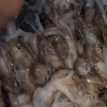 渤海湾鲜货八爪鱼，长腿，短腿，墨斗子，可冻好