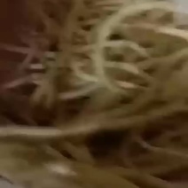 鱼腥草