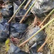 油桐杯苗批发采购基地，买油桐树苗请选择我们专业的培育公司