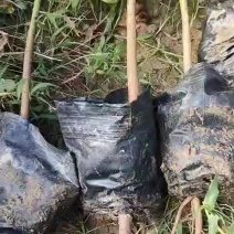 油桐杯苗批发基地，买油桐树苗请选择我们专业的培育公司