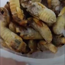 蝉蛹/客家人名菜/地道蝉蛹/纯野生蝉蛹