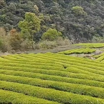 茶叶