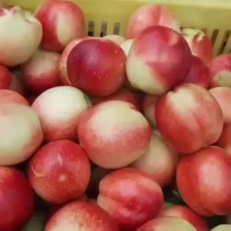 油桃中油18…中油5