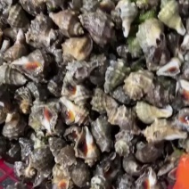 小海螺批发小牙子中牙子原产地直销