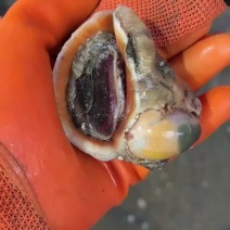 海螺次品冻海螺工厂加工刚睡的海螺，破壳