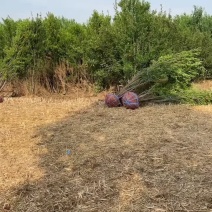 丛生花石榴….牡丹花石榴，规格齐全，货源齐全欢迎大家光临
