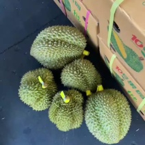 泰国金枕榴莲欢迎采购