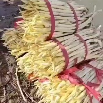藕带，新鲜宿迁藕带，白嫩，纯笔尖，没有开头没红头，。