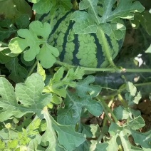 台头西瓜🍉正式开园上市