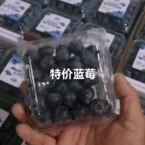 特价蓝莓