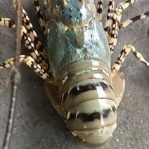 活青龙虾批发活龙虾活寄中华锦绣龙虾生猛规格齐全