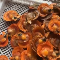 福建半壳扇贝餐饮烧烤粉丝蒜蓉黄金扇贝产地直发