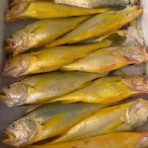 黄花鱼鲜活海钓冷冻一盒3-4条特大活冻小黄鱼